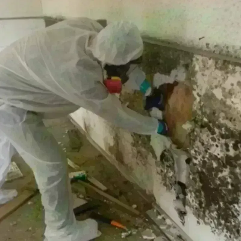 Mold Remediation and Removal in Hampton Falls, NH